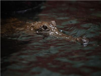 أسترالي ينجو من قضمات تمساح .. بعد معركة شرسة