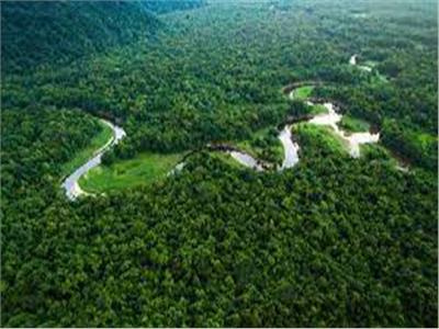 غابات العالم تتقلص بمعدل سريع كاشفة عن تدهور بيئي ضخم