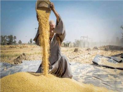 «القمح الليلة يوم عيده».. «صباح الخير يامصر» يرصد حصاد وتوريد القمح |فيديو 
