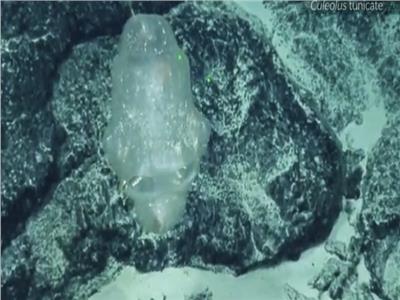 غواصة ترصد مخلوق غريب في أعماق المحيط الهادي..فيديو   