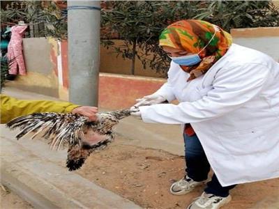 تحصين 189ألف و 618 طائر ضد مرض أنفلونزا الطيور بالشرقية