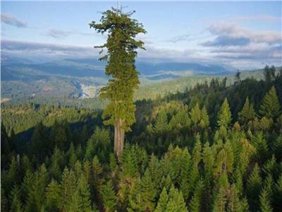 تعرف على أطول شجرة في العالم
