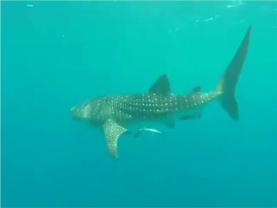ظهور القرش الحوتي بهلول أمام سواحل مرسى علم | فيديو