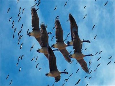 «البيئة»: عدم تغير مسارات الطيور المهاجرة يدل أن نسب التلوث في أقل معدلاتها