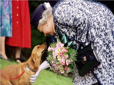 لإحياء ذكري اليوبيل البلاتيني للملكة إليزابيث.. أصحاب «كلاب فصيل كورجي» يحتفلون به في كندا