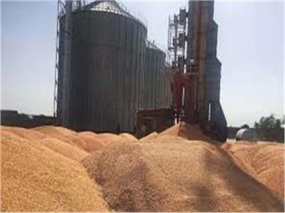 القابضة للصوامع: معدل توريد القمح المحلي وصل لأكثر من 3 ملايين طن| فيديو