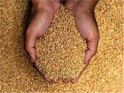 «التموين»: حملات على الأراضي الزراعية للتأكد من بيانات نسب توريد القمح المحلي