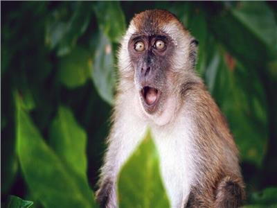 فرنسا تسجل 33 إصابة مؤكدة بجدري القرود
