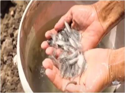 أسامة ربيع يشكف تفاصيل إنتاج أسماك الدينيس والقاروص: «نستهدف تقليل الفجوة الغذائية»