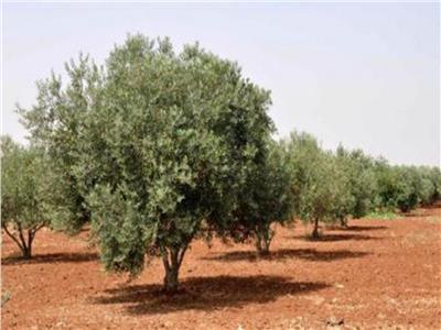 زراعة 60 شجرة زيتون ورمان بالقناطر الخيرية