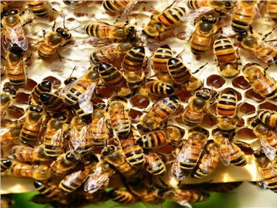 خبير : السوق السوداء والسماسرة يهددون «عرش مصر» فى صناعة النحل والأعسال عالميا 