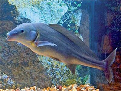 «البيطريين» تنظم ندوة لتوضيح حقيقة الشائعات حول الأسماك النيلية.. 15 يوينو