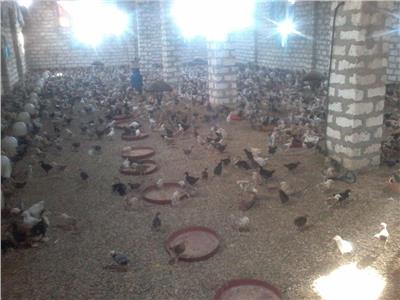 «كومبوها قرية أسيوطية» مركز تجارة البيض وتوزيع الكتاكيت في الصعيد