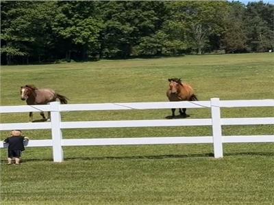 رد فعل عفوي ‏لاثنين من الخيول عندما شاهدا طفلا صغيرا | فيديو