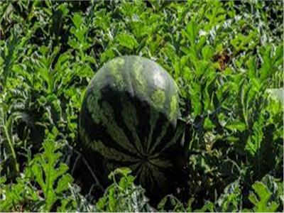 «الزراعة» تكشف كيفية الحفاظ على المحاصيل الصيفية من الحشرات والزواحف