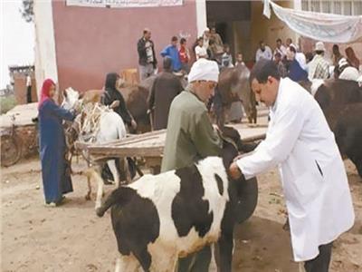 «قنا»: فحص 3502 رأس ماشية لدعم صغار المربين