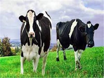 الزراعة: تحسين السلالات يرفع إنتاجية الأبقار من 5 كجم لبن إلى 20 كيلو| فيديو