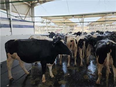 «مجمع الإنتاج الحيواني» في ميزان الخبراء: يعزز سلالات الماشية لتحقيق الاكتفاء والتصدير