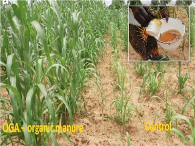 استخدام البول البشري لتخصيب المحاصيل في النيجر بنسبة تصل لـ30% 