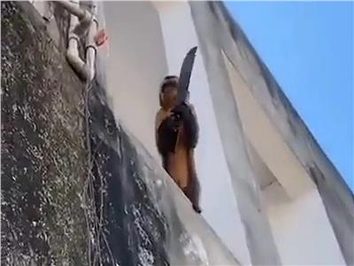 قرد يحمل سكيناً يرعب مدينة برازيلية بأكملها| فيديو