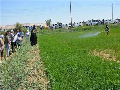 إزالة مخالفات زراعات الأرز بمركز الفرافرة بحضور محافظ الوادي الجديد