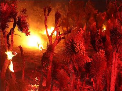 دراسة: حرائق الغابات تسببت في أكبر انقراض جماعي بالتاريخ