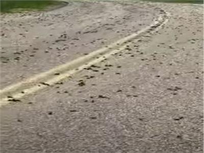 الصراصير تغزو طريق سيارات في الولايات المتحدة| فيديو