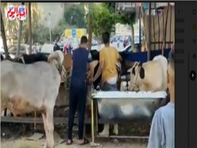 استعدادات الجزارين لذبح الأضاحي أول أيام العيد | فيديو 