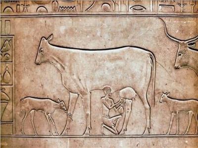 أثري: نقش «البقرة الباكية» يكشف طريقة تعامل المصريين القدماء مع الحيوان    