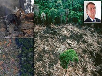 إزالة الغابات في منطقة الأمازون تحقق رقمًا قياسيًا