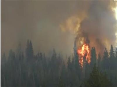 حرائق كاليفورنيا تهدد أكبر وأطول أشجار العالم| فيديو