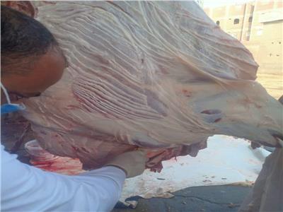 ذبح 75 رأس ماشية خلال رابع أيام عيد الأضحى مجانا بمجازر الجيزة