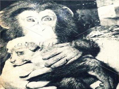 في الستينيات.. «شمبانزي» عمرها 20 شهرًا تتبنى كلبة صغيرة‬