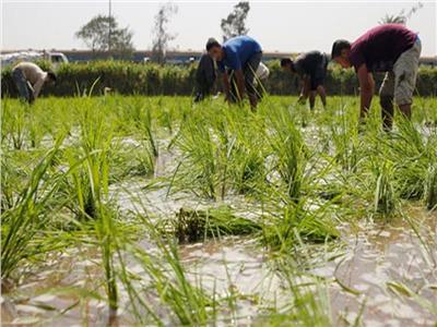 رئيس شعبة الأرز: المحصول الجديد سيعزز المخزون الاستراتيجي لمدة عام