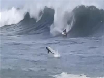 فيديو لا يصدق.. قرش يسبح مع راكبي الأمواج في هاواي