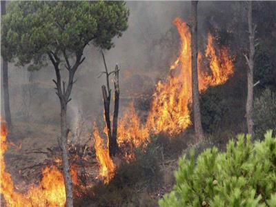 حرائق الغابات تضرب ألمانيا.. وتصل لـ800 هكتار