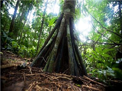 أشجار غريبة يمكن أن تمشي حتى 20 مترًا في السنة بالإكوادور