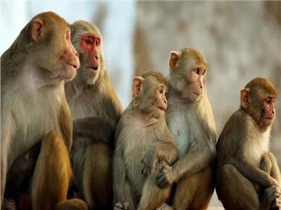 «الصحة» توضح إجراءات الوزارة في التصدي لـ«جدري القرود»