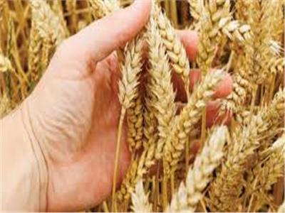 «البحوث الزراعية»: إنتاجية الفدان الواحد من القمح 25 أردباً والأرز 5 أطنان