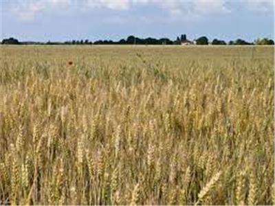 الرئيس الأوكراني: حصاد البلاد من القمح أقل من السابق 