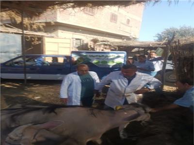 «الزراعة»: قوافل صندوق التأمين على الماشية تجوب قرى المنوفية