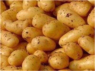 298 مليون دولار صادرات مصر من البطاطس خلال الفتره الماضية