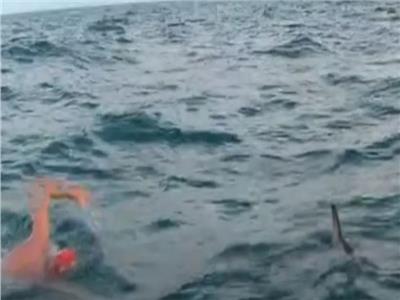سباح بريطاني يروي تجربة إنقاذه من قرش بمساعدة دلافين| فيديو