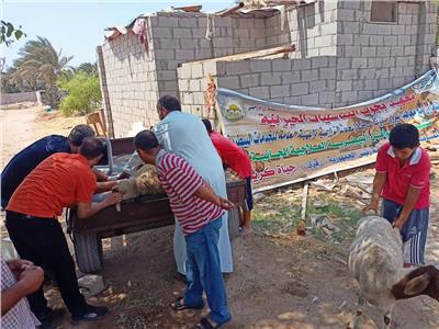 «الزراعة» علاج وفحص 1700 رأس ماشية مجانا لصغار المربين بجنوب سيناء
