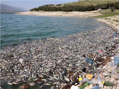وزيرة ألمانية: نفوق الأسماك في نهر أودرا كارثة بيئية 