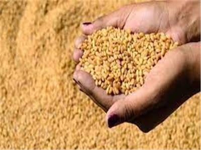 «صناعة الحبوب»: الحكومة استلمت 4 ملايين طن قمح من المزارعين 
