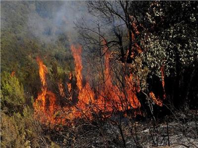 الجزائر تعلق جميع الفعاليات الفنية بسبب حرائق الغابات