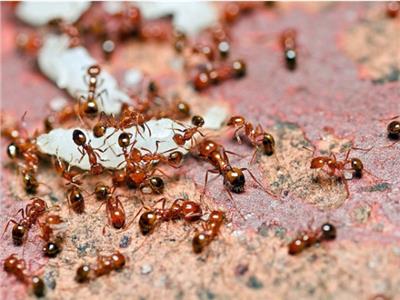 النمل يغزو قرى هندية ويُحدِث كوارث فيها