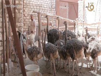 تجارة جديدة لمشروع تربية الغزلان والنعام في المنزل في محافظة الغربية