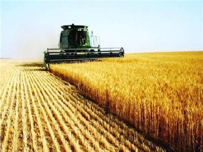مستشار الزراعة: تنوع المناخ ساهم في توافر محصول القمح بجميع محافظات مصر| فيدديو 